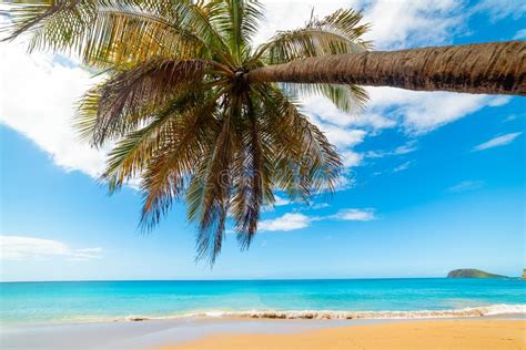 Turquoise Sea And Palm Tree In La Perle Beach Stock Image Image Of