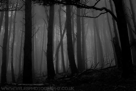 Haunted Woods Spooky Woods Building A New Home Old Quotes Monochrom During The Summer