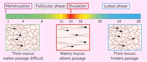 Changes In Cervical Mucus During The Menstrual Cycle