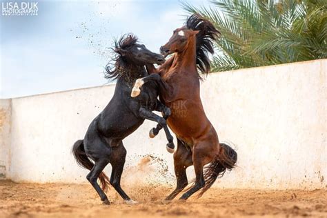 Paarden Lisa Dijk Photography Paarden Mooie Paarden Paardenfotografie