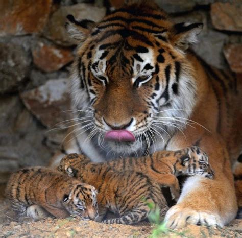 Mother Tiger With Baby Cubs The Big Cats Pinterest