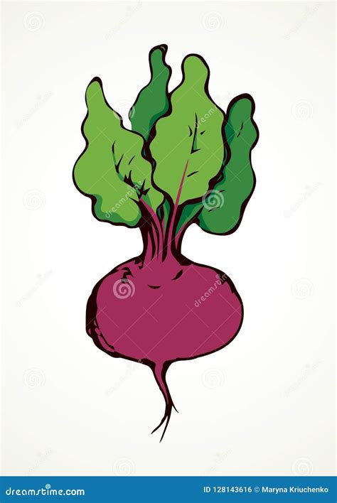 Beet Vector Drawing Stock Vector Illustration Of Nutritious 128143616