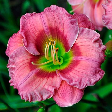 Daylily Ariel Rose Hardyperennial Vivaces Nordiques