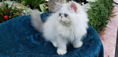 But if you suffer from cat allergies, you may feel. Luna is a chocolate tortie Himalayan Persian | Cat love ...