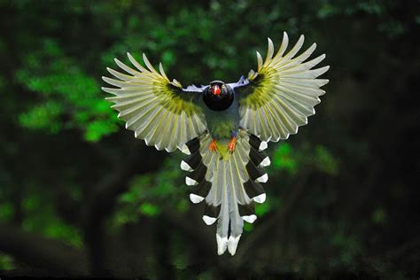 The Beautiful Birds Of Southern China Samantha Kirsch