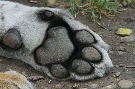 Hd Wallpaper Gray Animal Paw On The Grounds Tiger Foot Animal
