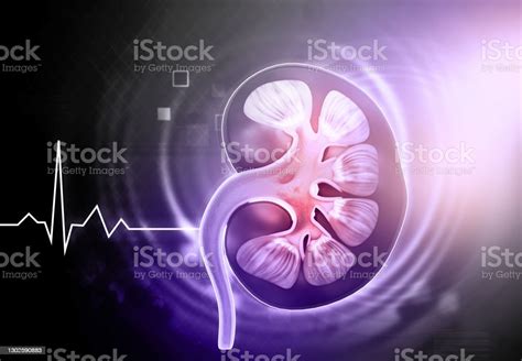 Human Kidney Anatomy On Scientific Background Stock Photo Download