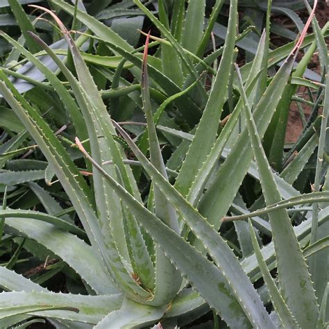 Perú objetivo Post impresionismo descripción de la planta aloe vera