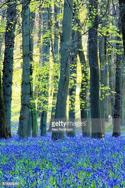 Ashridge Forest Photos And Premium High Res Pictures Getty Images
