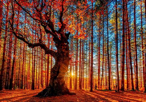 赤葉の木、 秋、 空、 太陽、 木、 葉、 森、 Hdデスクトップの壁紙 Wallpaperbetter