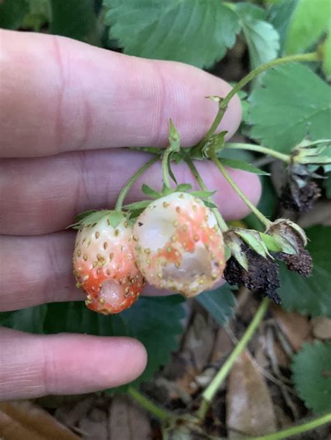 What Is Eating My Strawberries Rwhatisthis