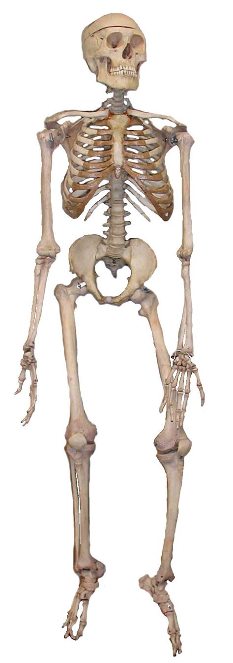 Skeleton Illustration Human Skeleton Anatomy Bone Hum
