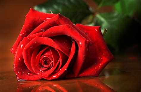 Red flower wallpapers high resolution natures wallpapers in 2019. HD Rose, Flower, Hd, Nature, Red, Rose, Flowers, #519