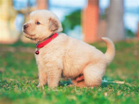 Newest oldest price ascending price descending relevance. 8 Popular Dog Breeds in India