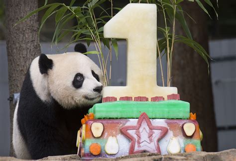 Newsela Pandas First Birthday Draws Crowds To The Washington Zoo