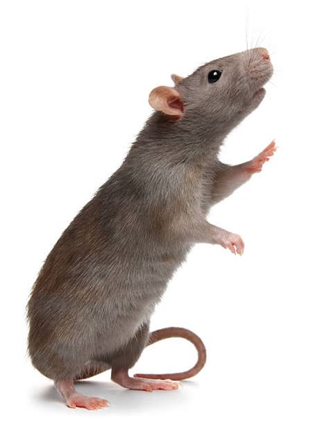 Best Standing White Rat Stock Photos Pictures And Royalty Free Images