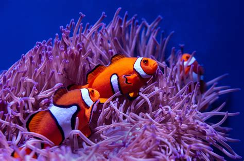 What Animals Live In Coral Reefs The Amazing World Of Reef Life