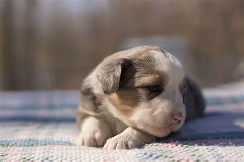 February 2013: Mini Aussie Puppies — Breezemore