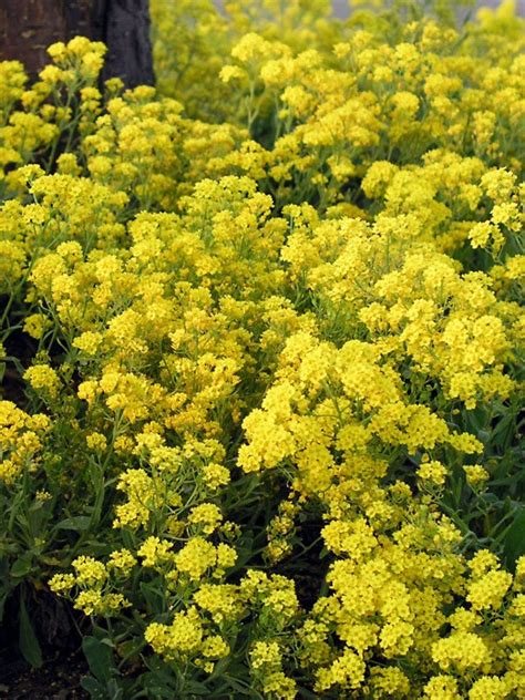 Early autumn sowing will lead to an early spring harvest. Alyssum Gold Dust | Early spring flowers, Spring flowers ...