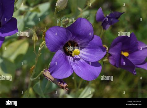 Texas Bluebell Flower Hi Res Stock Photography And Images Alamy