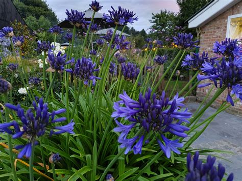 The best types of agapanthus to grow, plus when to divide them and how to keep them looking great in containers. Agapanthus 'Midnight Blue' (bladverliezend ...