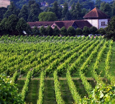 Located just a few miles from delaware's bustling beach resorts, the winery is nestled among verdant fields on a quiet country road. England's amazing vineyards you can visit | Vineyard ...