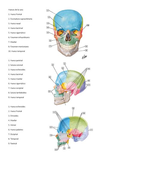 Cabeza Y Cuello Netters Anatomy Huesos De La Cara Hueso Frontal