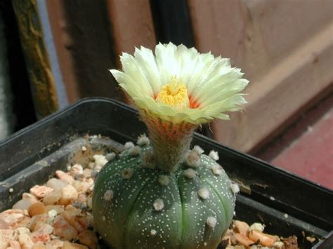 37 png, cactus, imágenes con fondo transparente. Cactus de flor más populares y otros consejos | Plantas