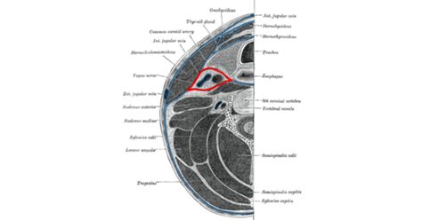 Muscular System — Buccopharyngeal Fasciabuccopharyngeal Fascia