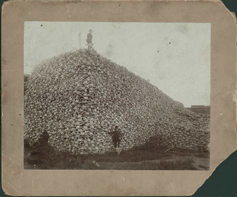 Historical Photo Of Mountain Of Bison Skulls Documents Animals On The