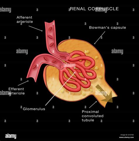 Renal Corpuscle Kidney Glomerulus Anatomy Diagram Shows The Stock