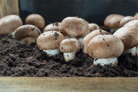 growing mushrooms at home ~ general overview rural living today