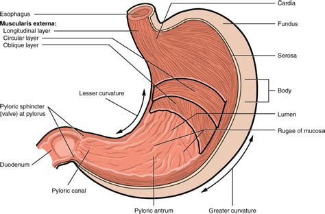 The stomach has four main anatomical divisions; The Stomach | Anatomy and Physiology II