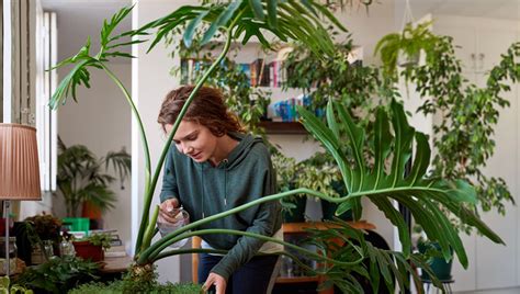 I'll share my experience with houseplants, allergy, and share nasa research proving houseplants can help remove chemicals and molds from indoor air. Health Benefits of Indoor Plants | Right as Rain by UW ...