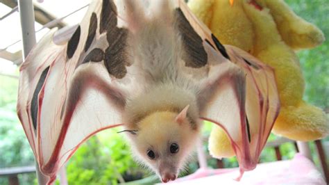 Rare White Fruit Bat Recovering After Being Rescued At Canungra Abc News