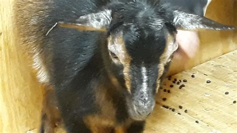 Goats Hair Loss Crusty Homesteading Forum