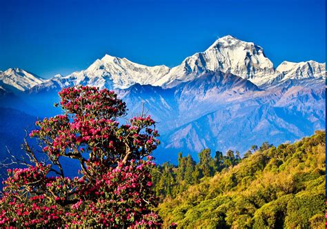 Nepal Himalayas Mountain Nature Landscape Hill Trees Wallpapers