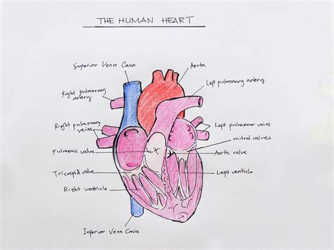 How To Draw The Internal Structure Of The Heart With Pictures