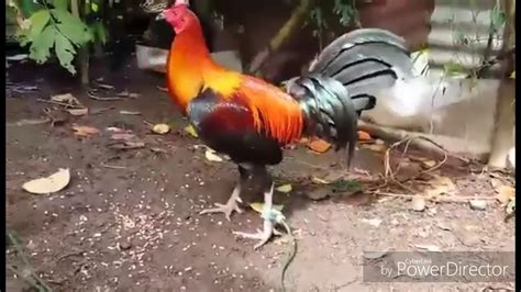 Sesuai dengan namanya ayam peru yang berarti ayam yang berasal dari negara peru. AYAM PERUVIAN ASAL NEGARA PERU - YouTube