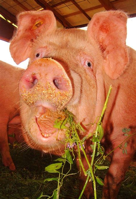 Funny Pig Face Dirty Pig While Eating Something Sponsored Pig