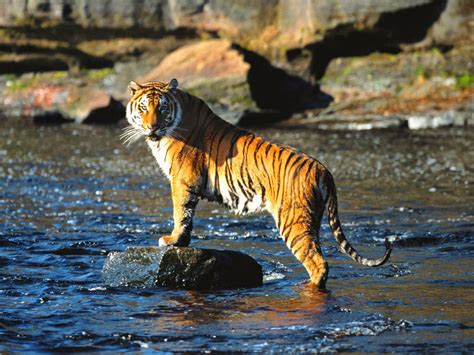 Bengal Tiger Wallpapers Wallpaper Hd Today