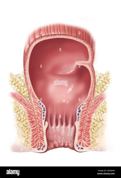 Normal Rectum Hi Res Stock Photography And Images Alamy