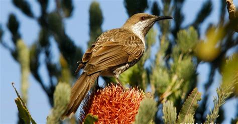 Leeuwin Current Birding South West Endemics Part 3 Western Wattlebird