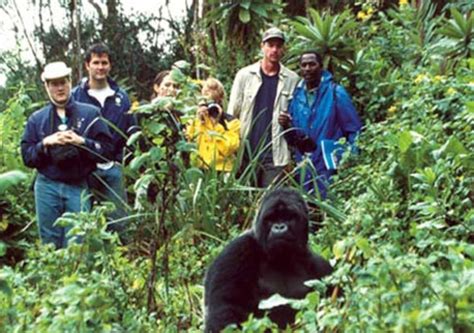 Year Of The Gorilla Using Ecotourism To Beat The Bushmeat Trade