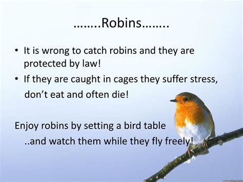 Ppt Fun Facts About Robins Powerpoint Presentation Free Download