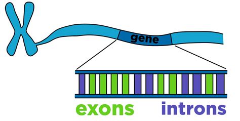 What Are Introns Definition Role In Transcription Expii