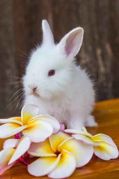 Cute Baby Rabbit With Flower Stock Photo Image Of Easter Mammal