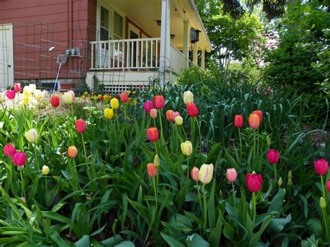 Daylilies And Spring Bulbs The Perfect Combination