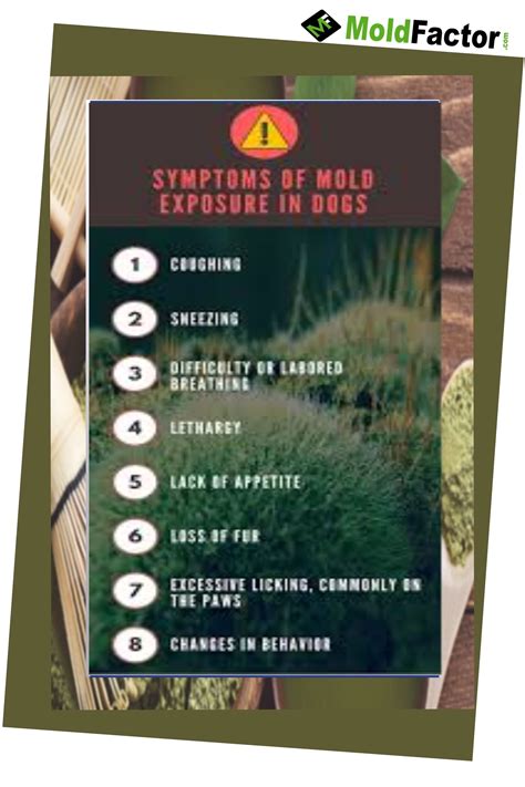 Mold exhibits darker colors such as deep green and black; Pin on Mold Symptoms and Remedies