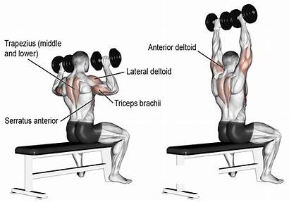 Shoulder Press Dumbbell Muscle Exercises Shoulders Build